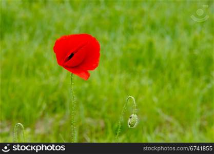 Poppy flower in front of meadow