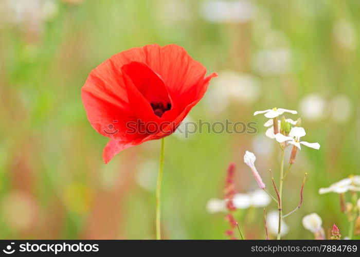 Poppy flower in the field in spring