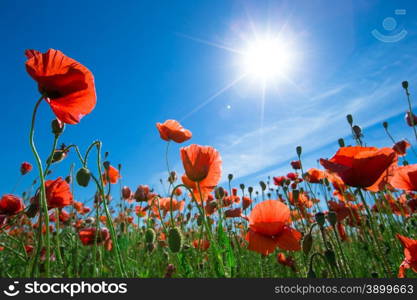 Poppy flower in the sky