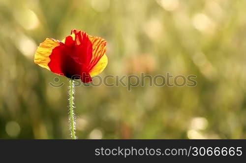 Poppy flower in the sunset
