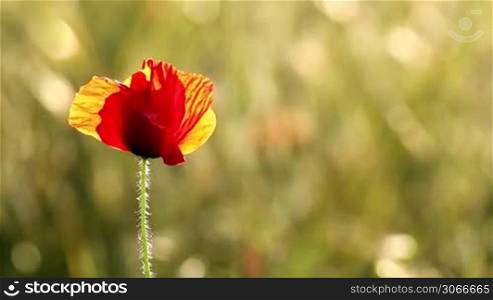 Poppy flower in the sunset