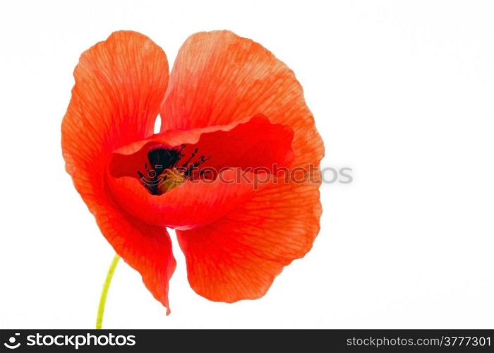 Poppy flower on a white background