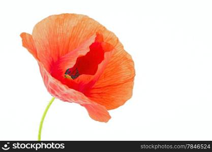 Poppy flower on a white background