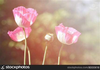poppy flower with flare light