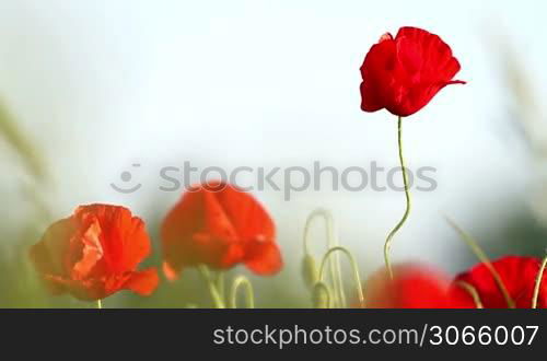 Poppy flowers