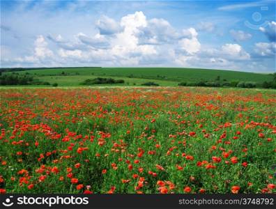 poppy flowers against the blue sky