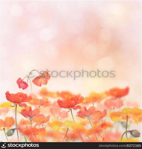 Poppy Flowers Blossom for Background