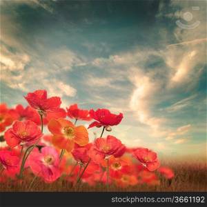 Poppy Flowers In A Field