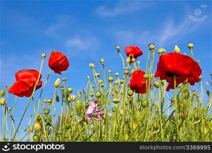 Poppy flowers in blue sky