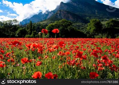 Poppy flowers in the Hautes Alpes in France