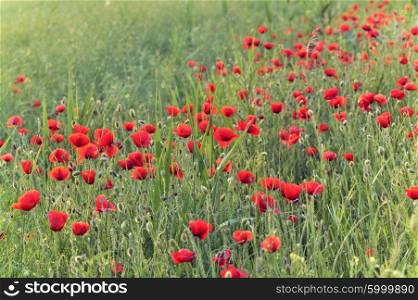 Poppy flowers in the meadow
