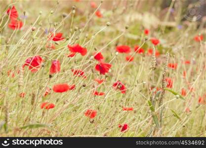 Poppy flowers on a meadow in the summertime