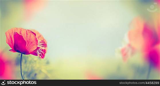 poppy flowers on blurred nature background, banner for website