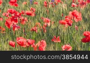 Poppy flowers on wheaten field.