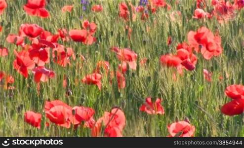 Poppy flowers on wheaten field.