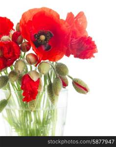 Poppy flowers. Red poppy flowers with buds in vase isolated on white background