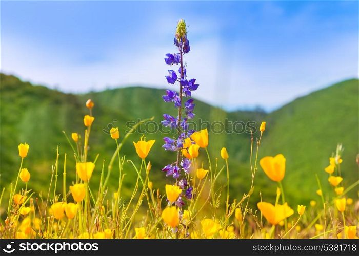 Poppy flowers yellow poppies in western California fields USA