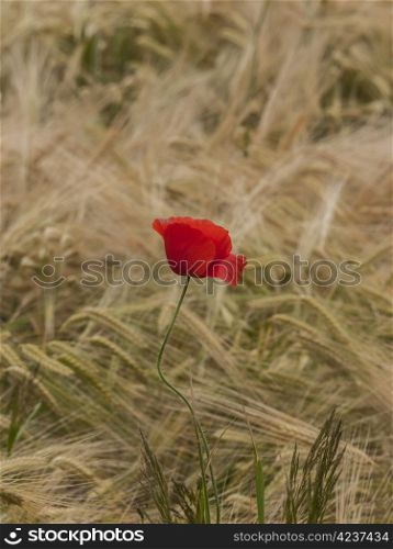 poppy-grainfield. single open poppy in a cornfield