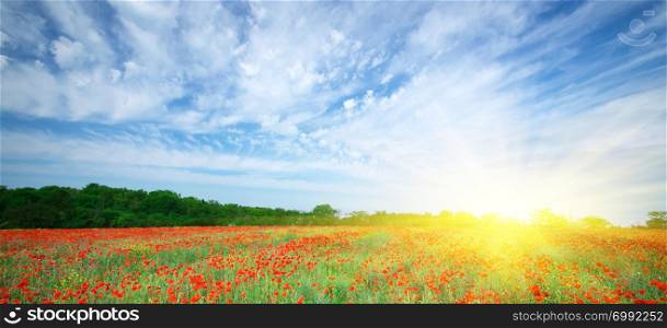 Poppy meadow. Composition of nature.