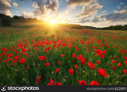 Poppy meadow landscape. Spring nature composition.