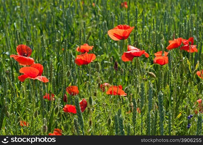 poppy on field of green wheat