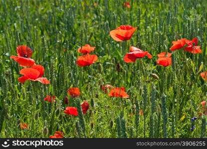 poppy on field of green wheat