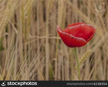 poppy-rye. single open poppy flower in front of a field of rye