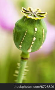 Poppy with milk