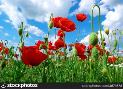 Poppys and sky. Nature composition.