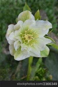 Popular cultivated flowers for winter and spring garden. Black hellebore growing in the spring garden. Hybrid hellebore white or snow rose in the garden. White hellebore flower blooming.. Helleborus hybridus growing in the spring garden. Christmas rose or Lenten hellebore or Snow Rose.