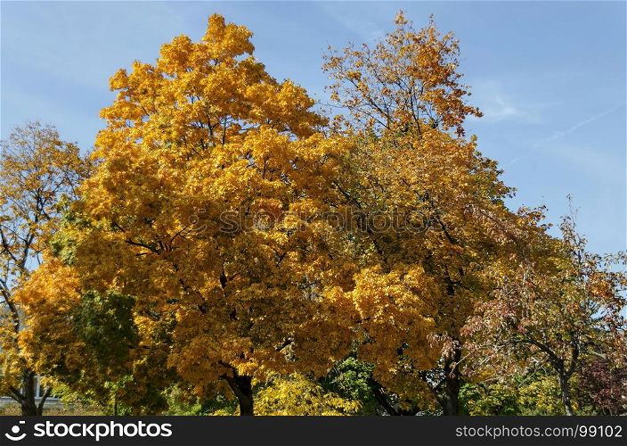 Popular Zaimov park for rest and walk with autumnal yellow foliage, Oborishte district, Sofia, Bulgaria