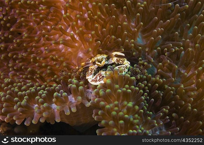 Porcelain crab in sea anemones, North Sulawesi, Sulawesi, Indonesia
