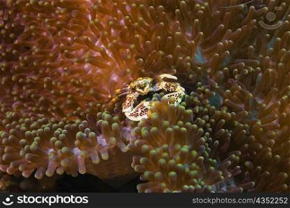 Porcelain crab in sea anemones, North Sulawesi, Sulawesi, Indonesia