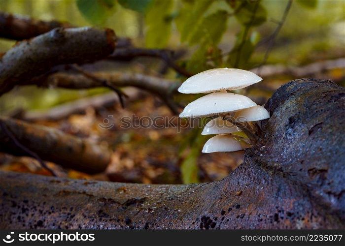 Porcelain fungus to beech wood, it appears in autumn on dead tree like trunks and fallen branches. Porcelain fungus mushroom on the log