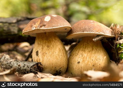 Porcini fungi on the litter (Boletus edulis)