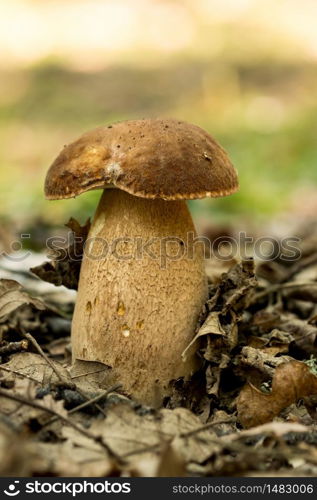 Porcini fungi on the moss (Boletus edulis)