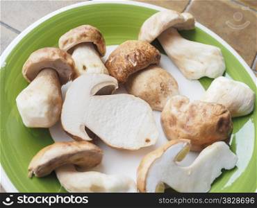 Porcini Mushroom. Boletus edulis aka penny bun or porcino mushroom or cep
