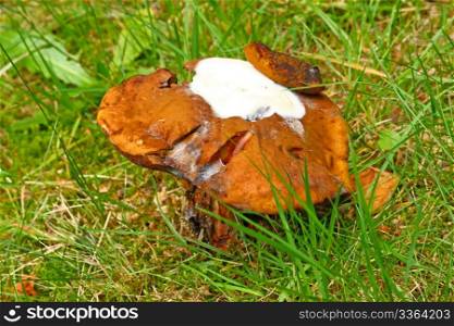 Porcini mushroom in a forest glade