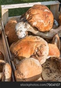 porcini mushrooms fresh harvest in wodden bowl