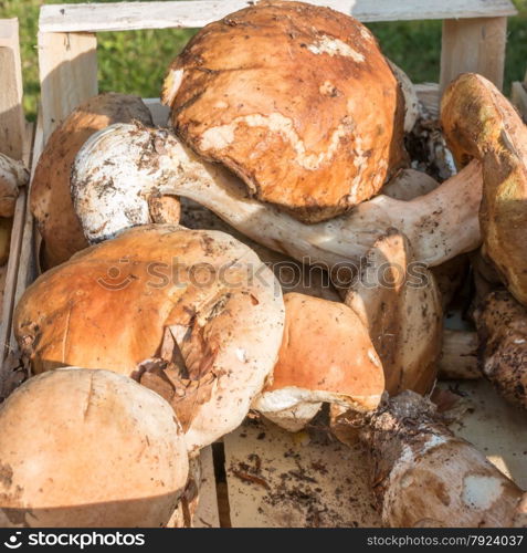 porcini mushrooms fresh harvest in wodden bowl