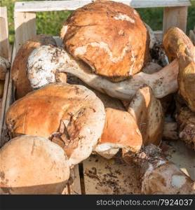 porcini mushrooms fresh harvest in wodden bowl