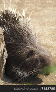 Porcupine