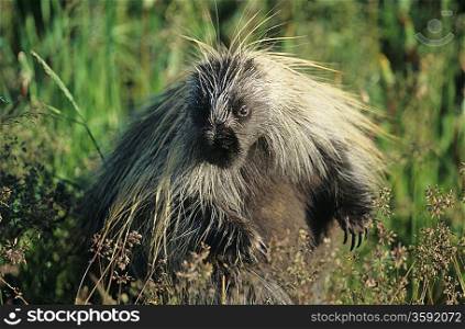 Porcupine in grass