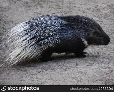 porcupine-little. Porcupines, mammals of the family of rodents