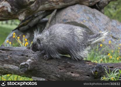 Porcupine on dead log with yellow flowers and grass