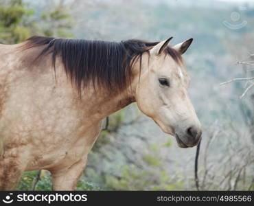 portait of buckskin horse at freedom. Israel