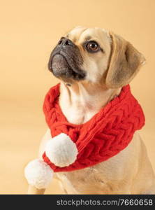 Portait of cute little puggle wearing a red fashion scarf