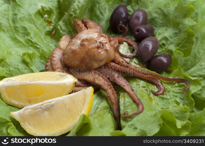 Portion octopus on green lettuce