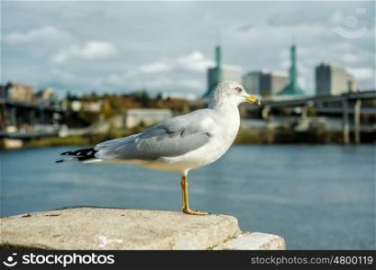 Portland city skyline with seagull, Oregon, USA.