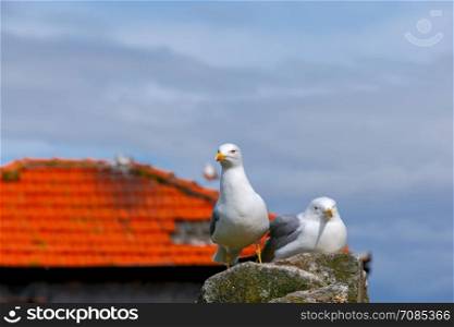 Porto. Seagulls on the roof.. Two large white sea gulls on the background of a red tiled roof in the city of Porto. Portugal.